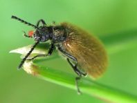 Lagria hirta