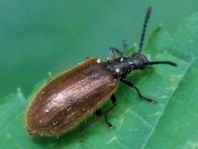 Lagria hirta