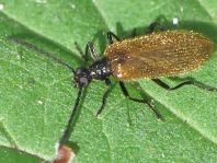 Lagria hirta