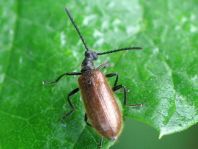 Lagria hirta