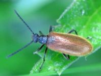 Lagria hirta