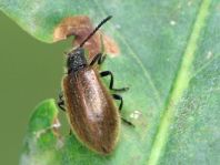Lagria hirta