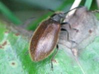 Lagria hirta