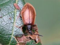Lagria hirta