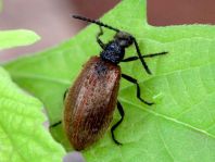 Lagria hirta