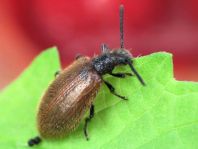 Lagria hirta