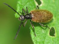 Lagria hirta
