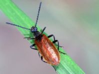 Lagria hirta
