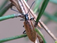 Lagria hirta