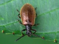 Lagria hirta