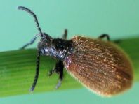 Lagria hirta
