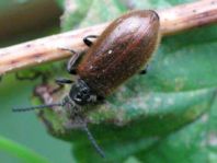 Lagria hirta