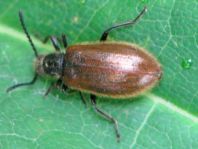 Lagria hirta
