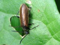Lagria hirta