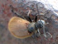 Lagria hirta