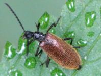Lagria hirta