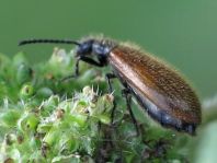 Lagria hirta