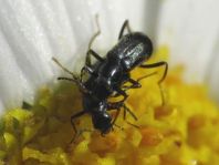 Malachiidae
