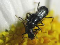 Malachiidae