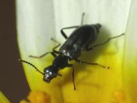 Malachiidae