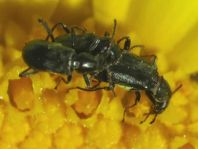 Malachiidae