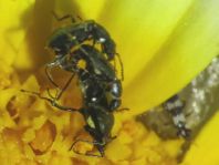Malachiidae