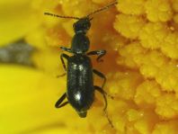 Malachiidae