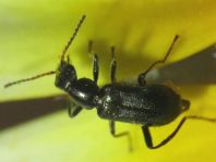 Malachiidae