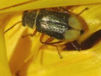 Malachiidae