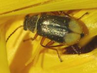 Malachiidae