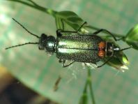 Malachiidae