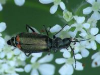 Malachiidae