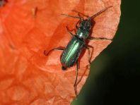 Malachiidae