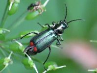 Malachiidae