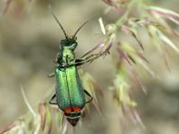 Malachiidae