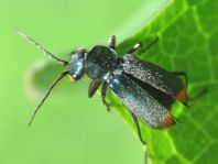 Malachiidae