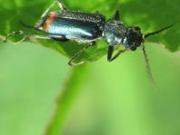 Malachiidae
