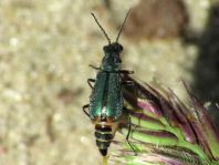Malachiidae