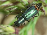 Malachiidae