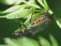 Malachiidae