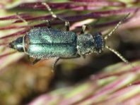 Malachiidae