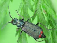 Malachiidae