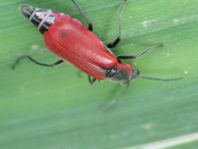 Herbst-Zipfelkäfer, Anthocomus coccineus