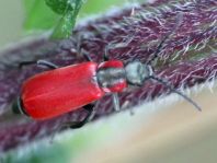 Herbst-Zipfelkäfer, Anthocomus coccineus
