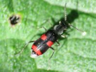 Anthocomus fasciatus