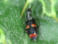 Anthocomus fasciatus
