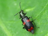 Anthocomus fasciatus