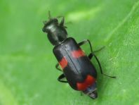 Anthocomus fasciatus