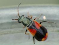 Anthocomus bipunctatus