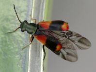 Anthocomus bipunctatus